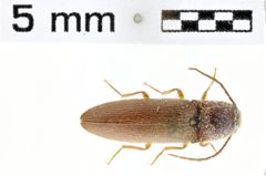 Foto (Dorsalansicht) von Simodactylus catei (Schimmel, 2003)